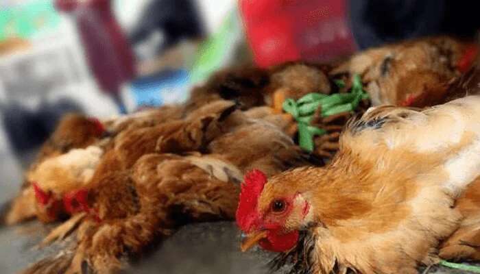 Avian Influenza: Agriculture Ministry to monitor zoonotic risks amid outbreak