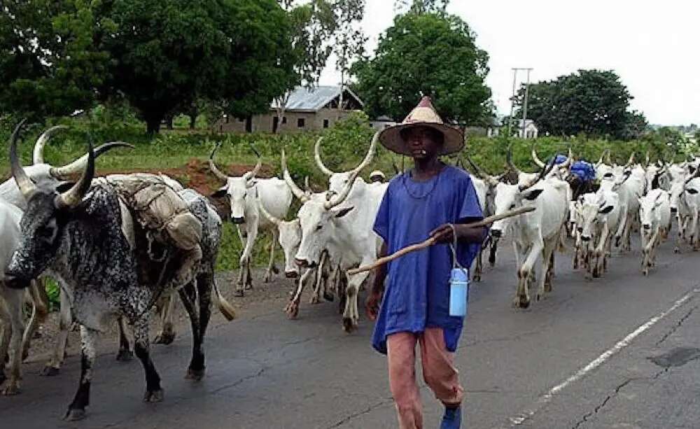 Benue lawmaker seeks enforcement of Anti-Open Grazing Law