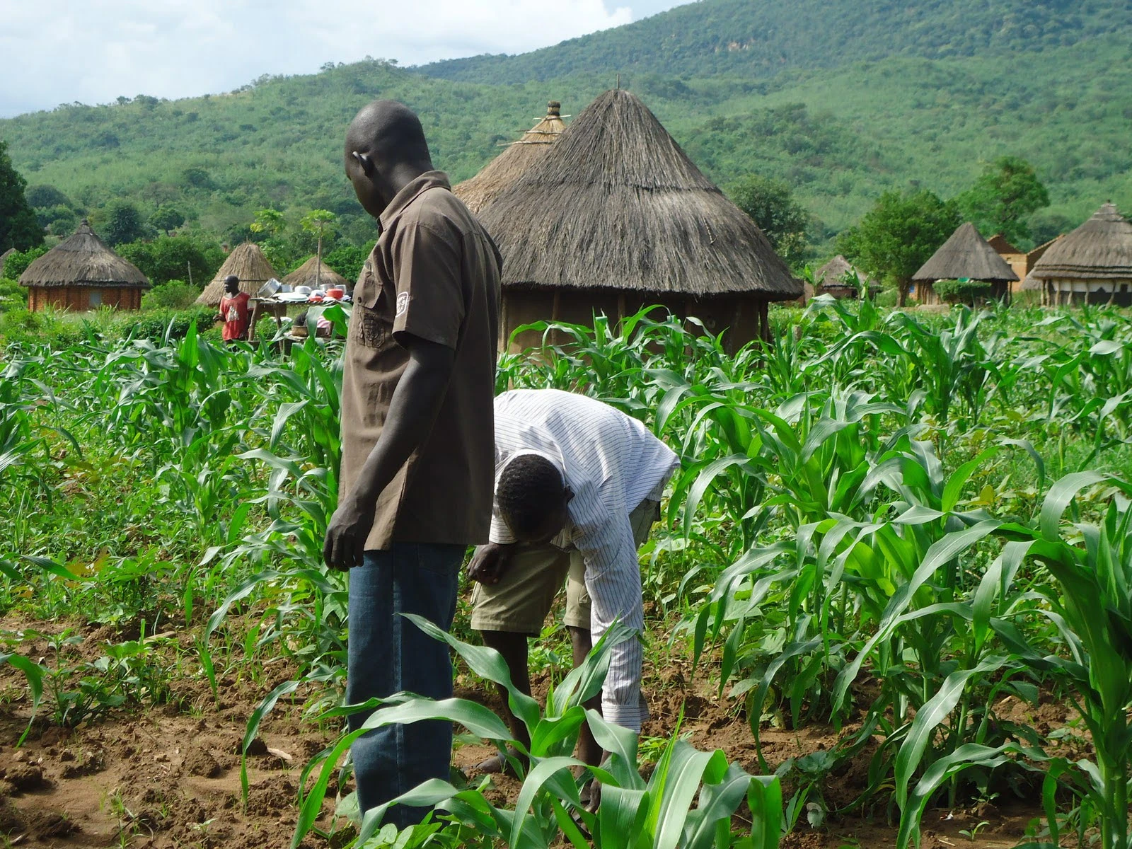 Ogun farmers receives 11,000 free cash crops seedlings