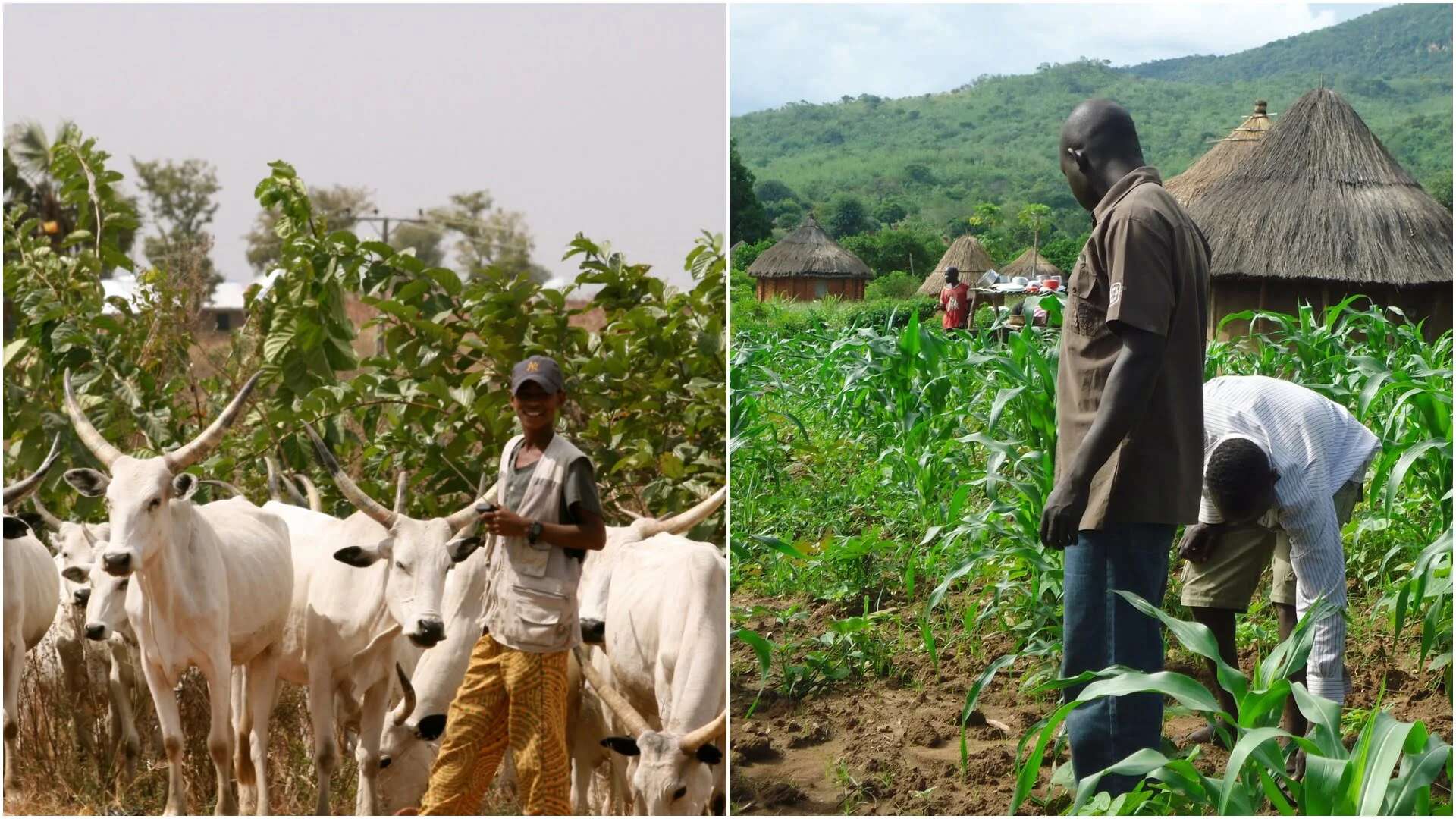 Jigawa inaugurates farmers, herdsmen peace committee