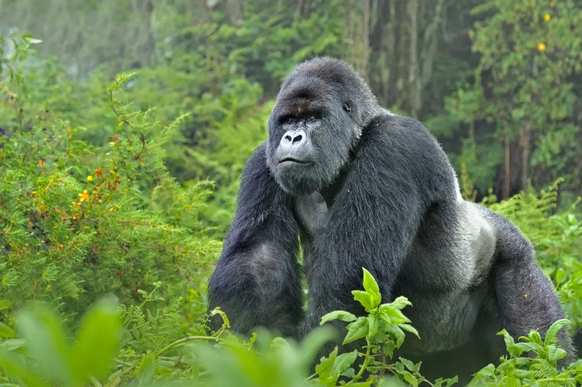 Again, gorilla sighted in Cross River community