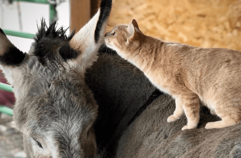 This cat and donkey have become best friends