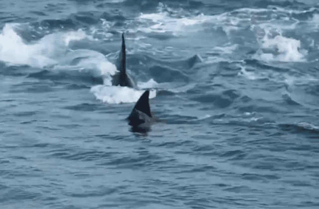 Sea lion pup escapes jaws of death by hopping onto Argentine beach out of reach of orca pod