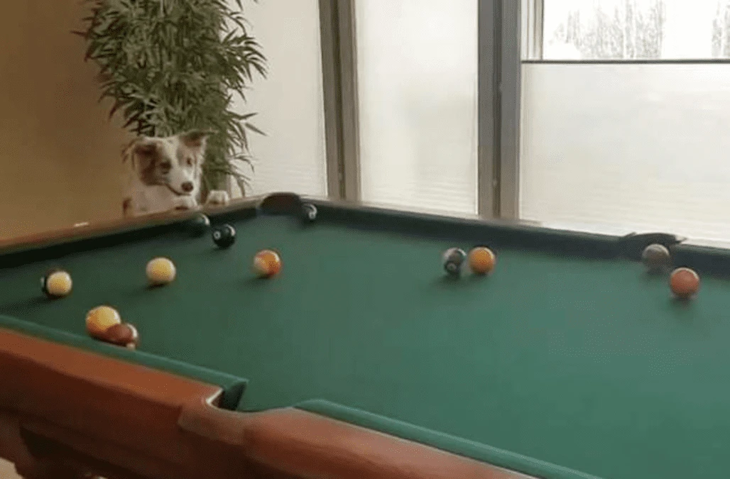Dog loves watching owner play pool