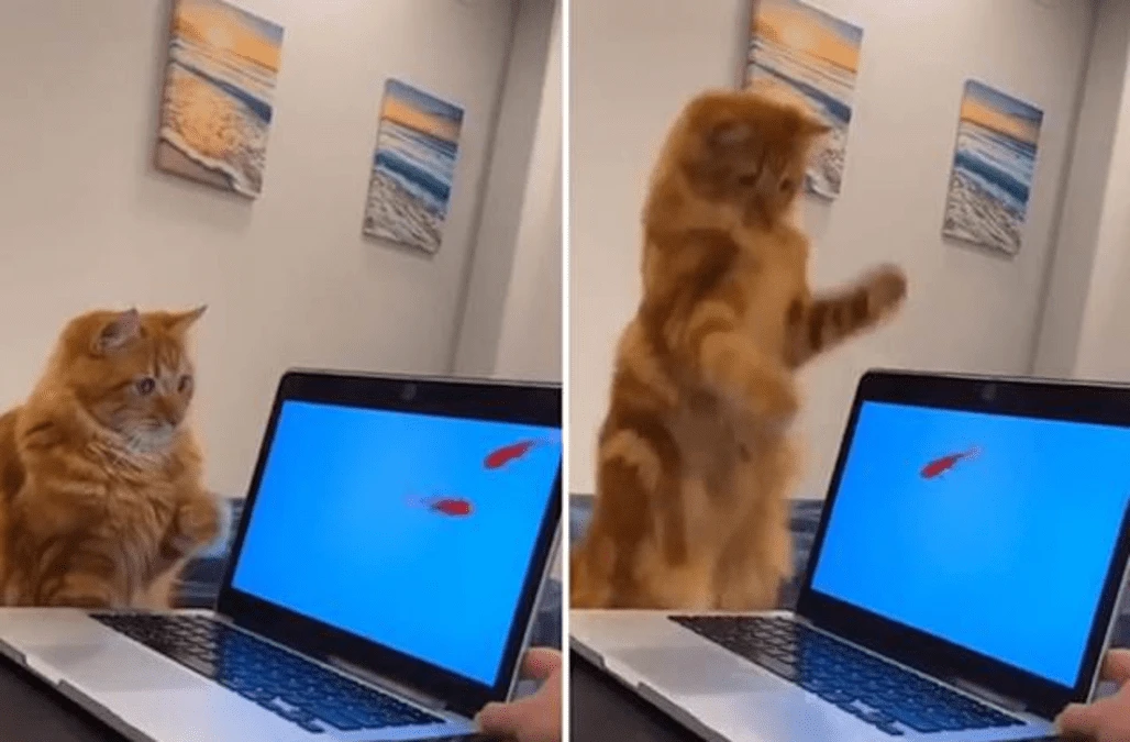 Cat has remarkable reaction to seeing a fish on a laptop