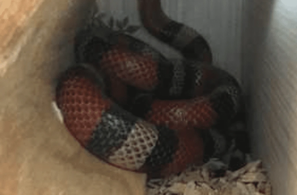 Milk snake brings all the boys to the car