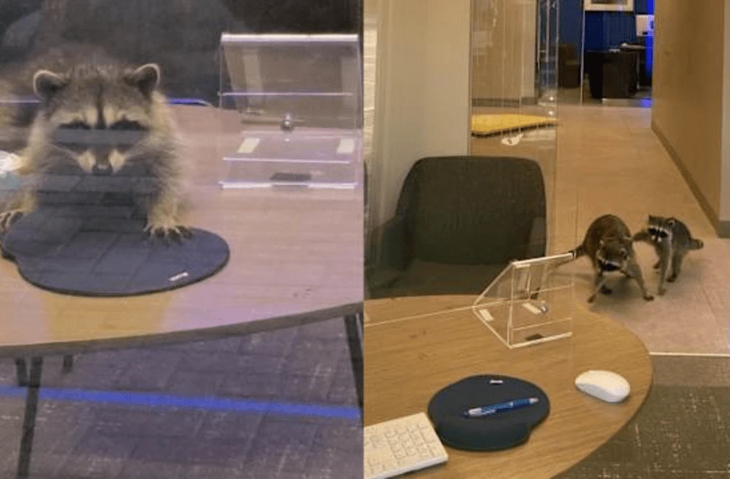 Raccoons busted after breaking into bank in California