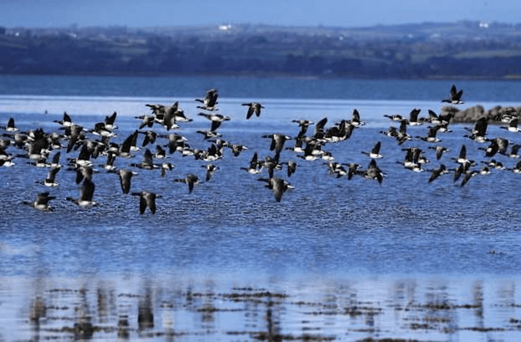 Migrating geese counted as they arrive in search of Strangford ‘superfood’
