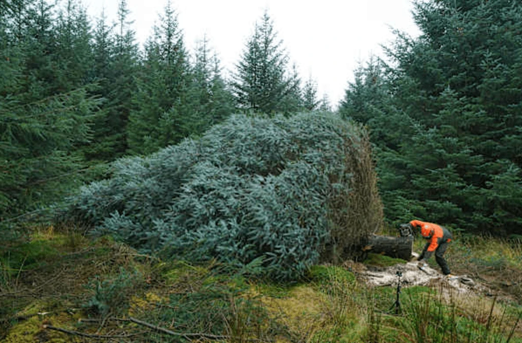 Parliament Square spruce hailed as the ‘start of Christmas’