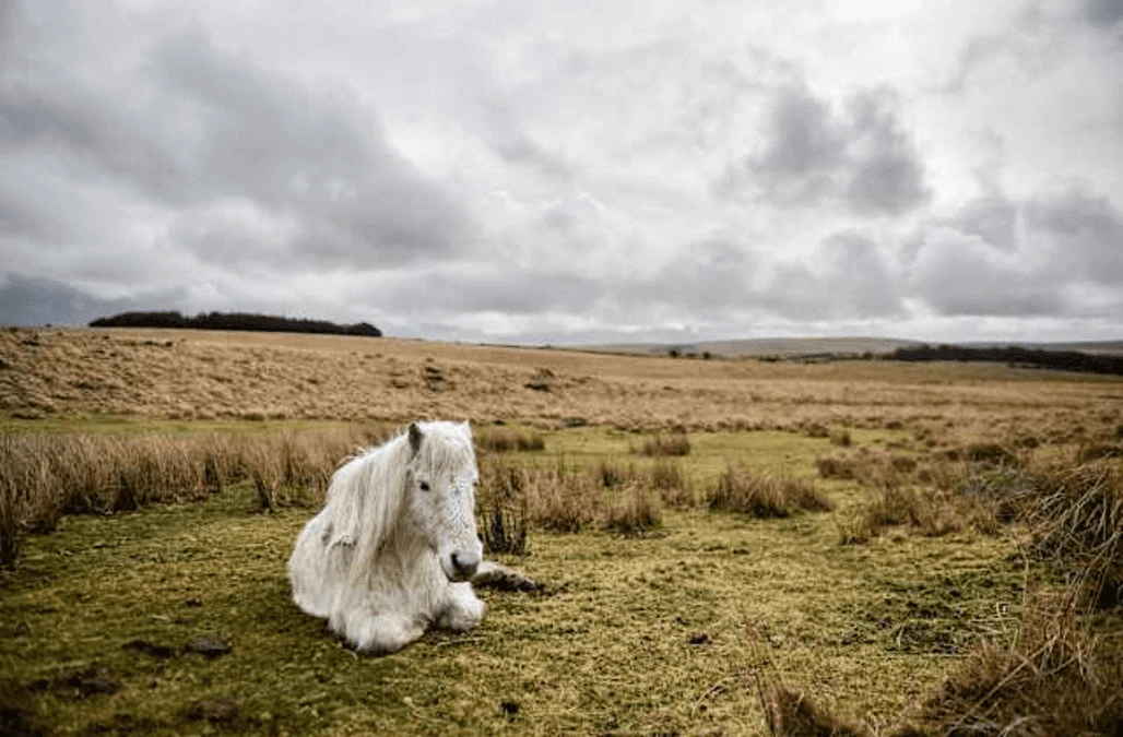 Living in a national park ‘can potentially boost house prices by 20%’