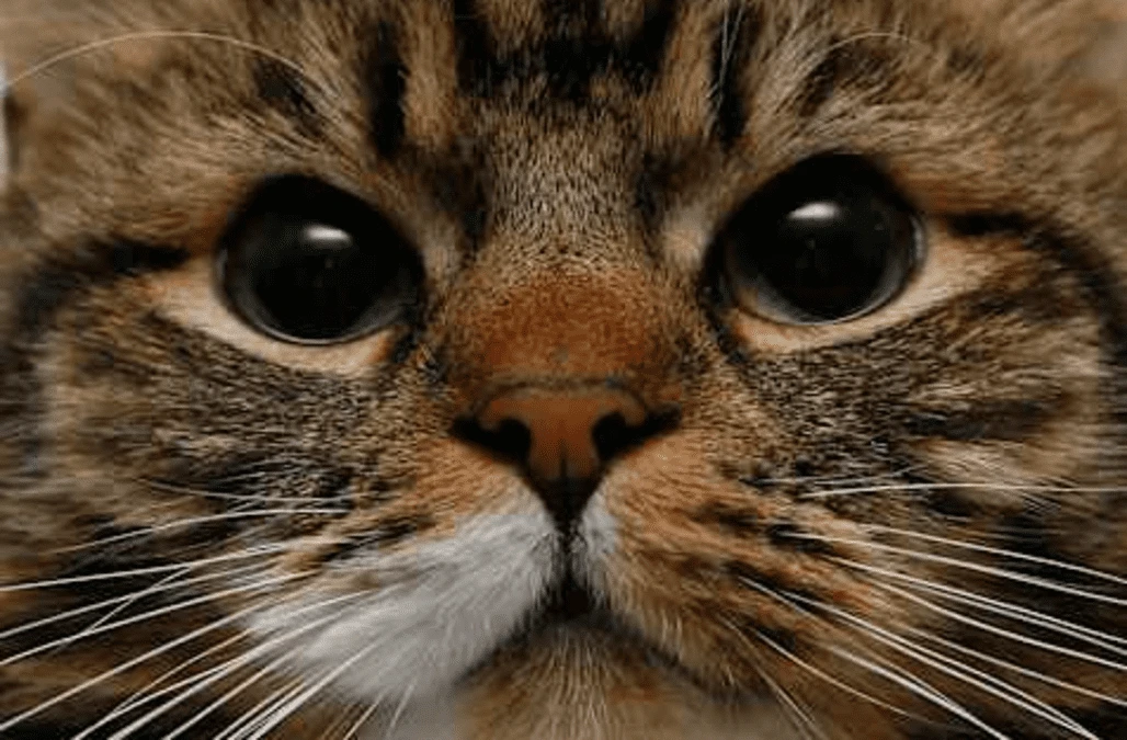 Narrowing your eyes can help build a bond with your cat, study suggests