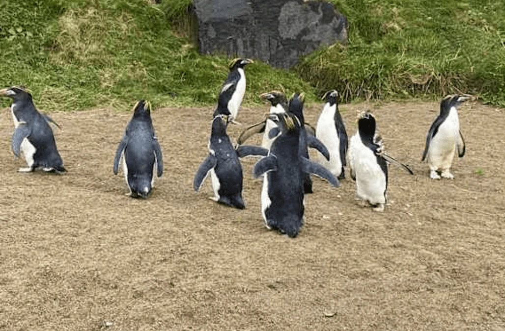 Penguins find new home after their zoo closes due to pandemic