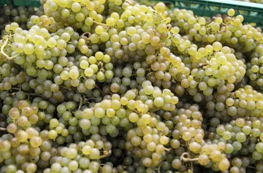 Naked Wines upgrades sales after Covid drives buyers to online drinks