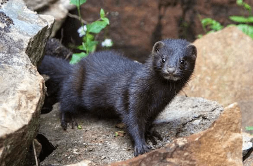 Farmed mink in Ireland to be culled over Covid concerns