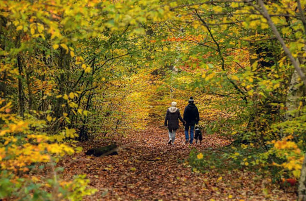 ‘Green prescriptions’ could undermine the benefits of spending time in nature