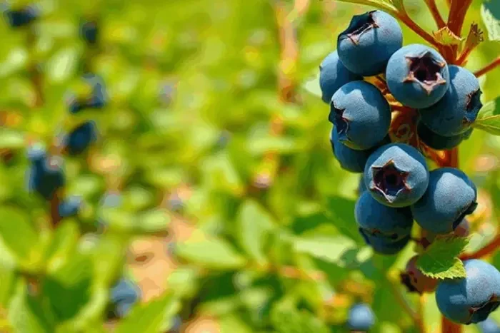Сезон ягід та фруктів в Україні. Експерти зафіксували антирекорд