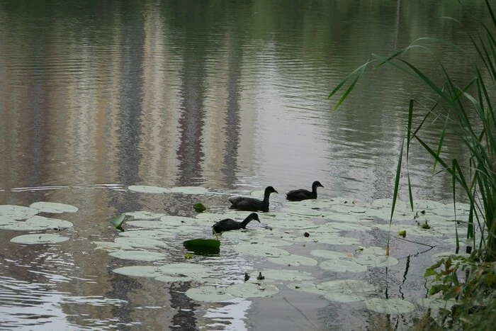 Київські озера «цвітуть»: як місто бореться з водоростями