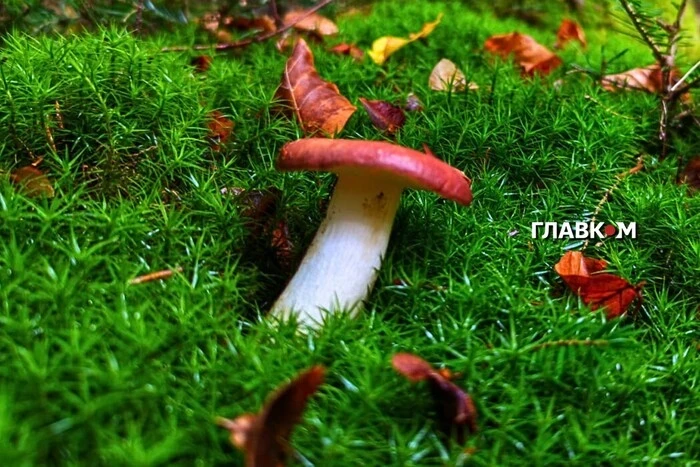 Чи можна дітям їсти гриби? Мікологиня дала відповідь