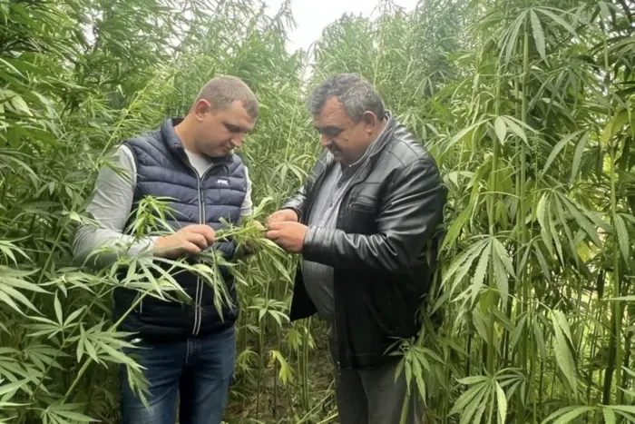 Мінагрополітики повідомило, скільки українських підприємств вирощують коноплі