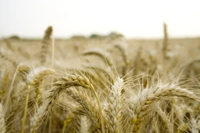 Росія змушуює українських аграріїв в окупації продавати пшеницю за безцінь