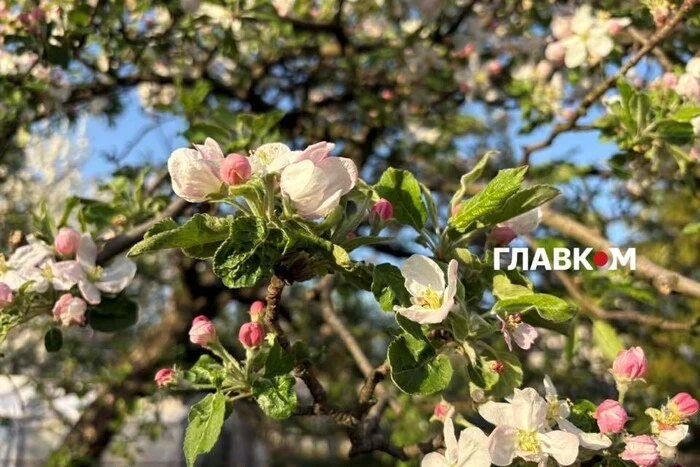 Весна-2026 у Києві увійшла до двадцятки найтепліших в історії: які рекорди зафіксовано