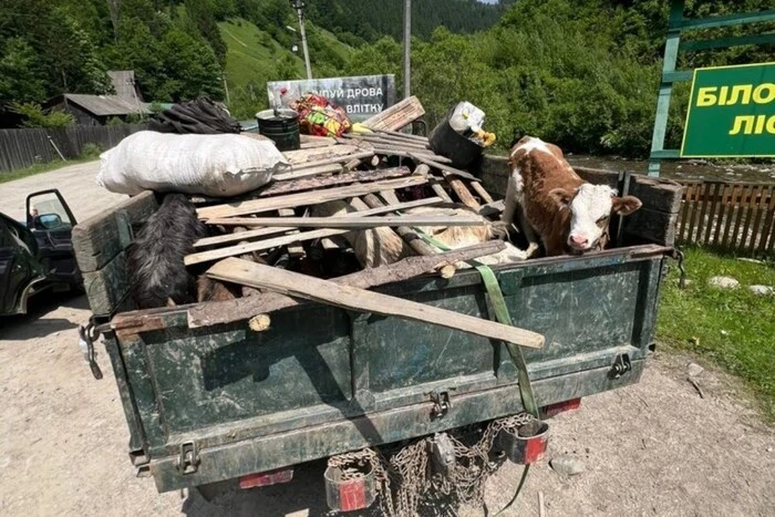 На Закарпатті чоловіки намагалися перетнути кордон під «прикриттям» кіз та свиней