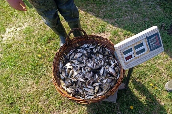 Весняне зариблення. У Білоцерківське нижнє водосховище випущено 25 тис. рибин