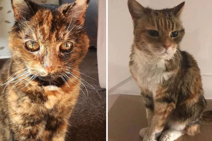 Фото котиков-старичков, которых хочется крепко прижать к себе и не отпускать