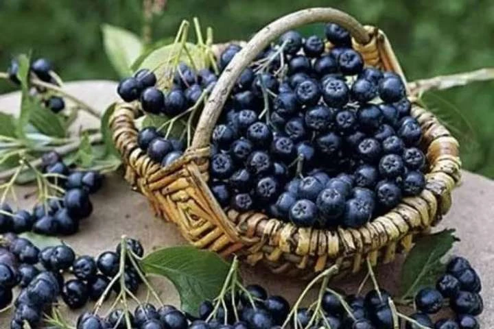 Вчені назвали натуральний продукт, який пригнічує коронавірус