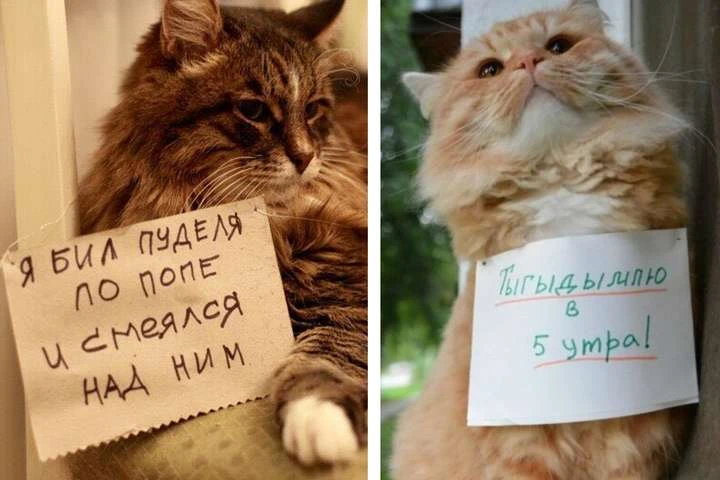 «Понять и простить»: курьезные фото котиков, признавшихся в своих преступлениях