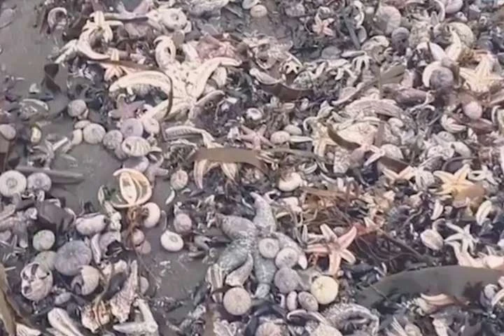Відновлення екосистеми Камчатки після забруднення може зайняти 10 років