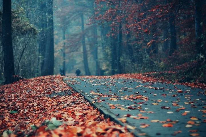 На вихідних в Україні очікується дощ з мокрим снігом