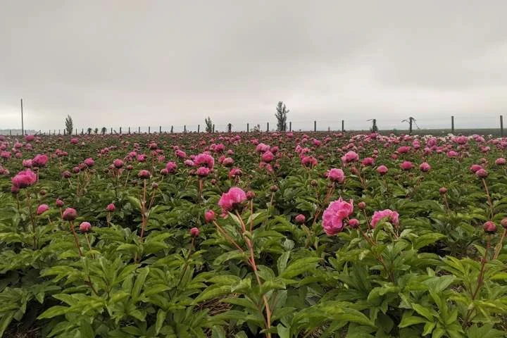 На Буковині розквітло мальовниче поле півоній (фото, відео)