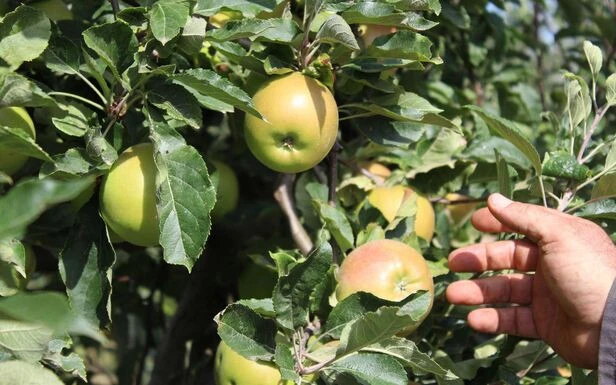 Réchauffement climatique : les fruits aussi prennent des coups de soleil 