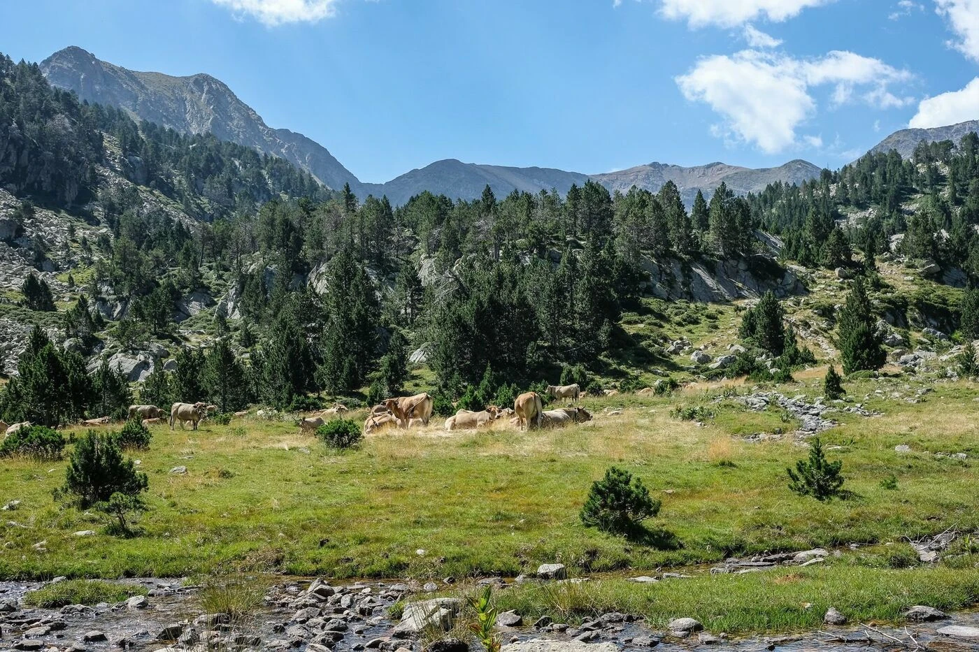Pour défendre leurs intérêts, les bergers des Pyrénées-Orientales s’organisent syndicalement