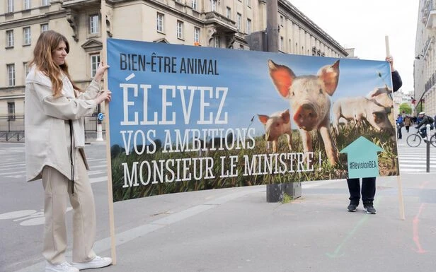 Bien-être animal : Marc Fesneau sommé d’agir pour « en finir avec les pratiques les plus cruelles » dans l’UE 