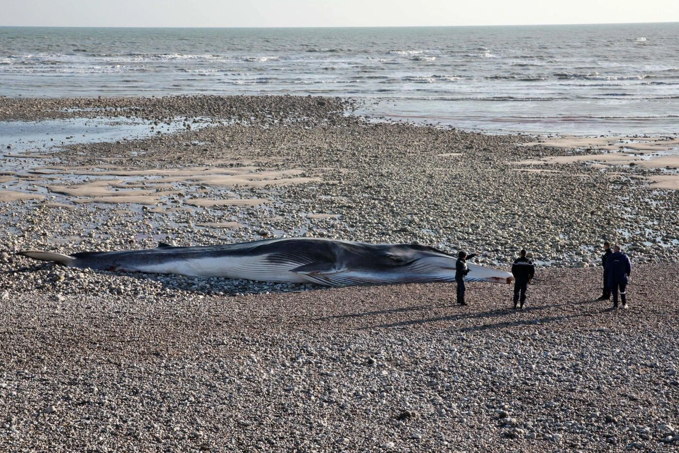Séisme dans le Pacifique : désorientées par le bruit sous-marin, quatre baleines retrouvées mortes sur une plage du Japon