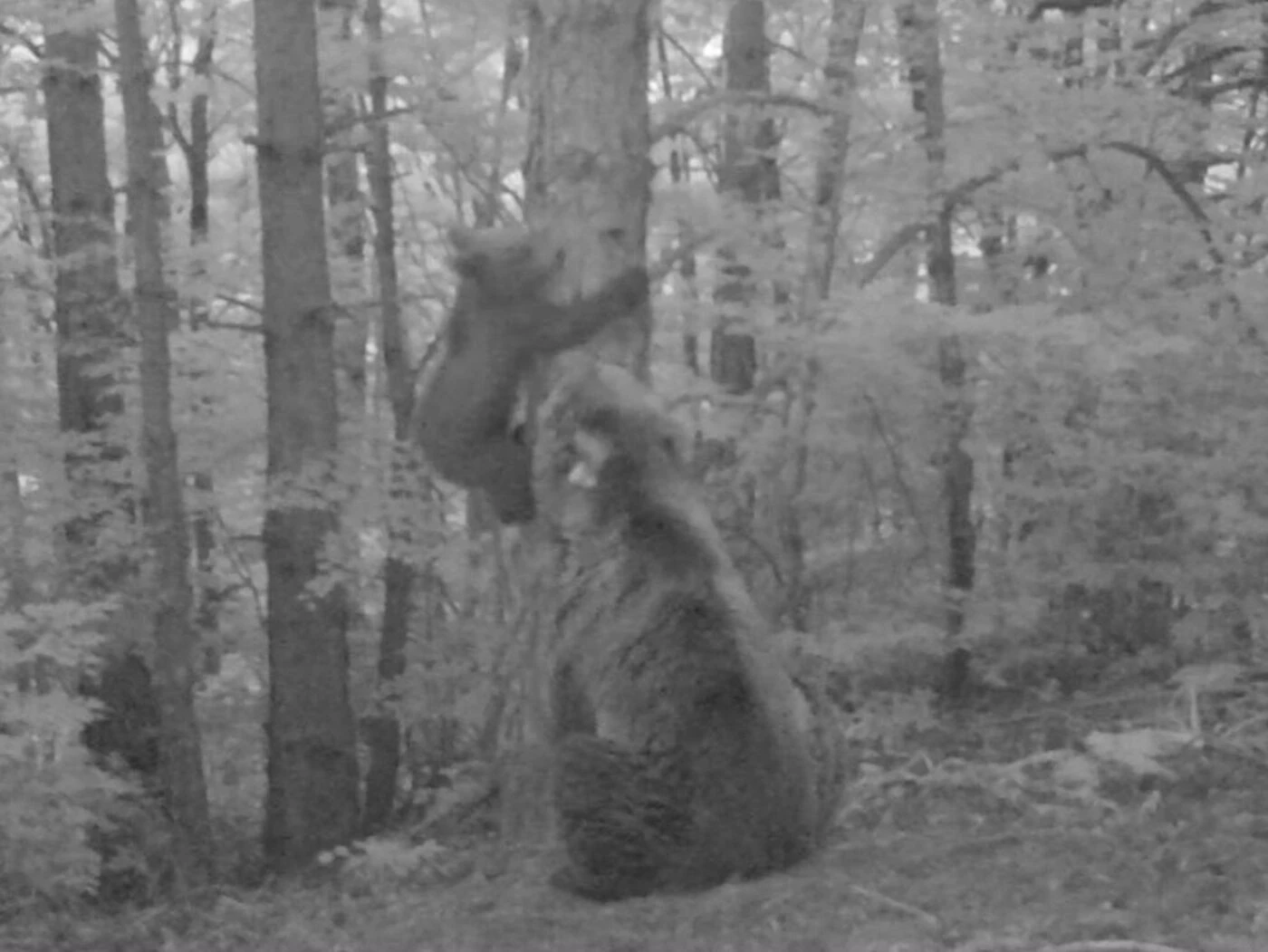 L’ourse Claverina, relâchée dans les Pyrénées en 2018, a donné naissance à un petit ourson