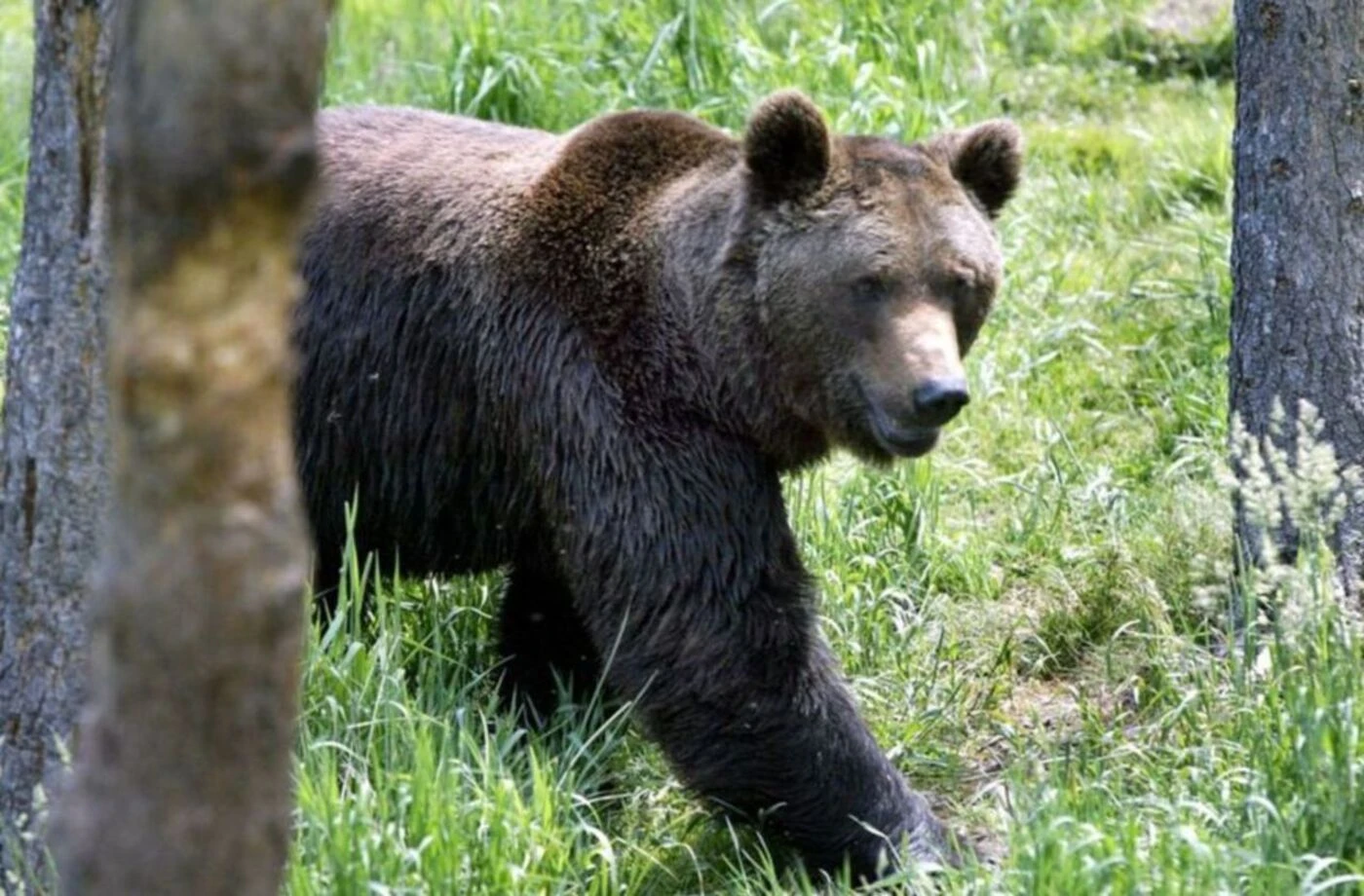 Pologne : une femme de 58 ans tuée par un ours