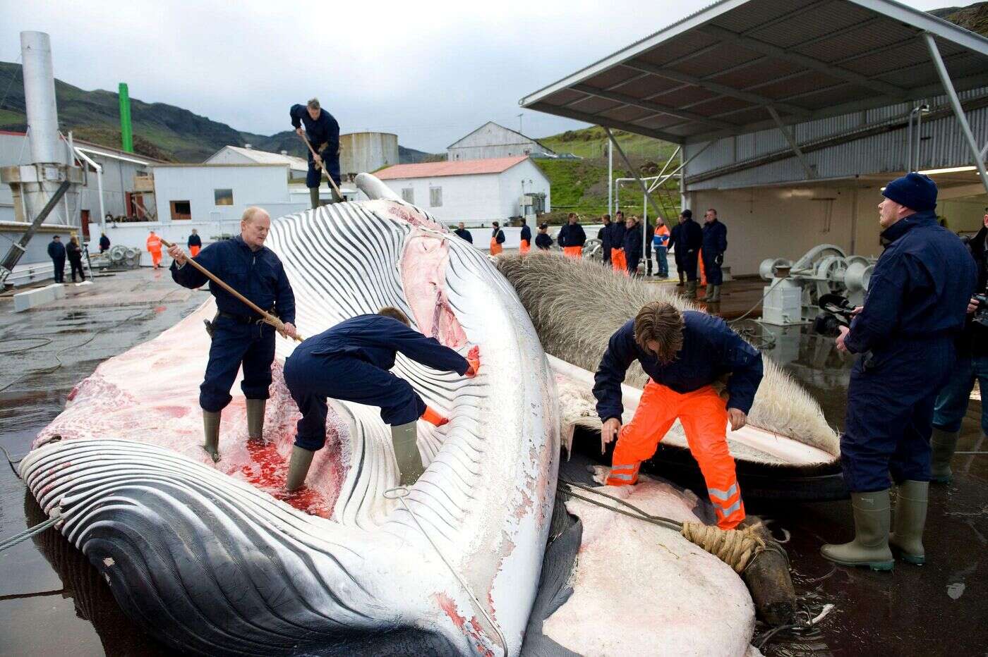 Chasse à la baleine : l’Islande donne son feu vert pour les cinq prochaines années