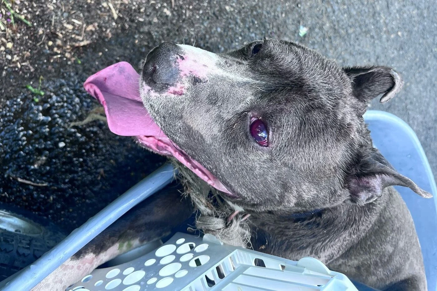 Seine-et-Marne : véritable défouloir de son maître, un chien maltraité sauvé grâce à un témoin indigné par les violences