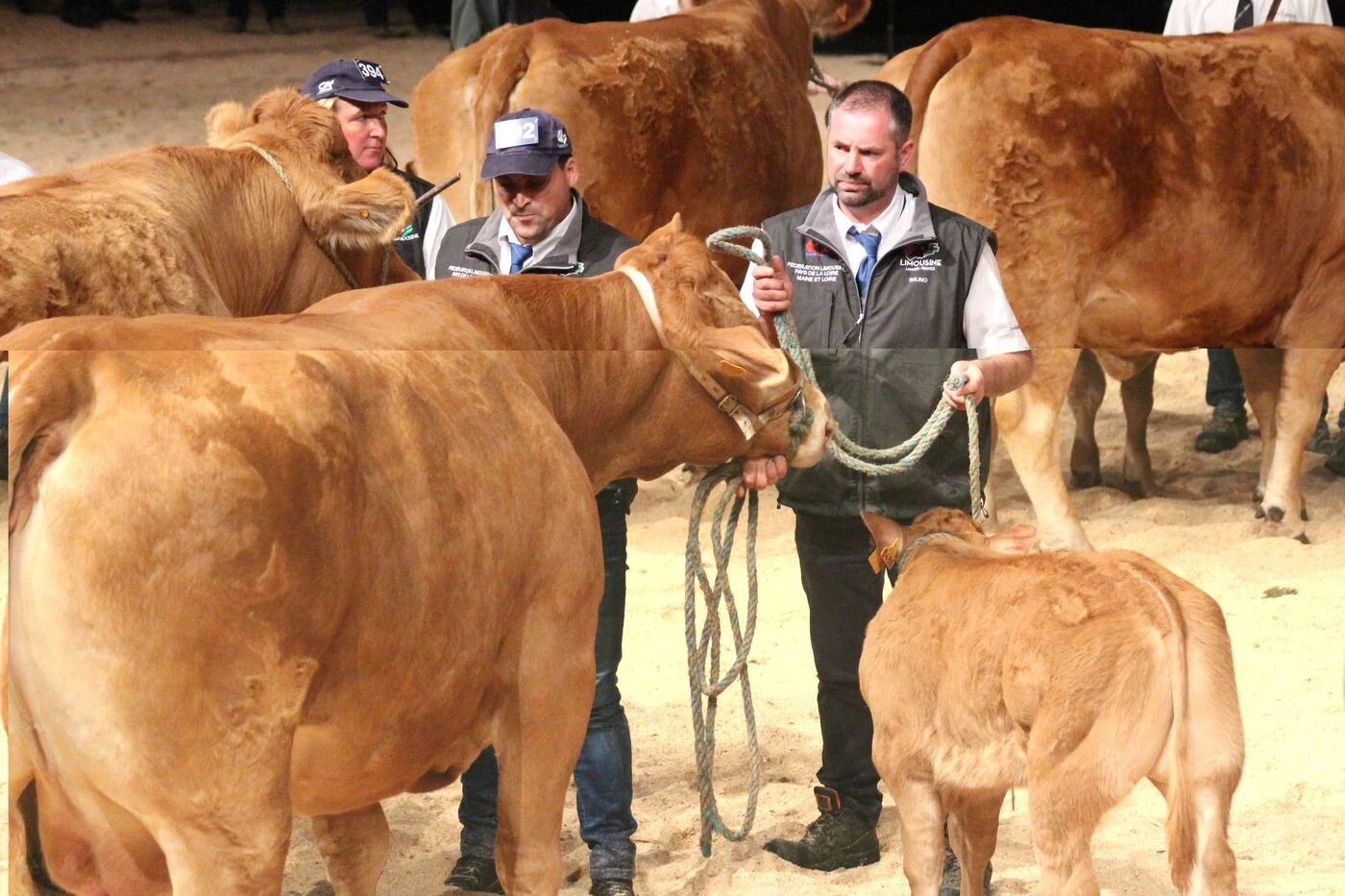 2 000 animaux, 1 750 exposants : le Sommet de l’élevage 2025, « plus grande prairie d’Europe », se dévoile