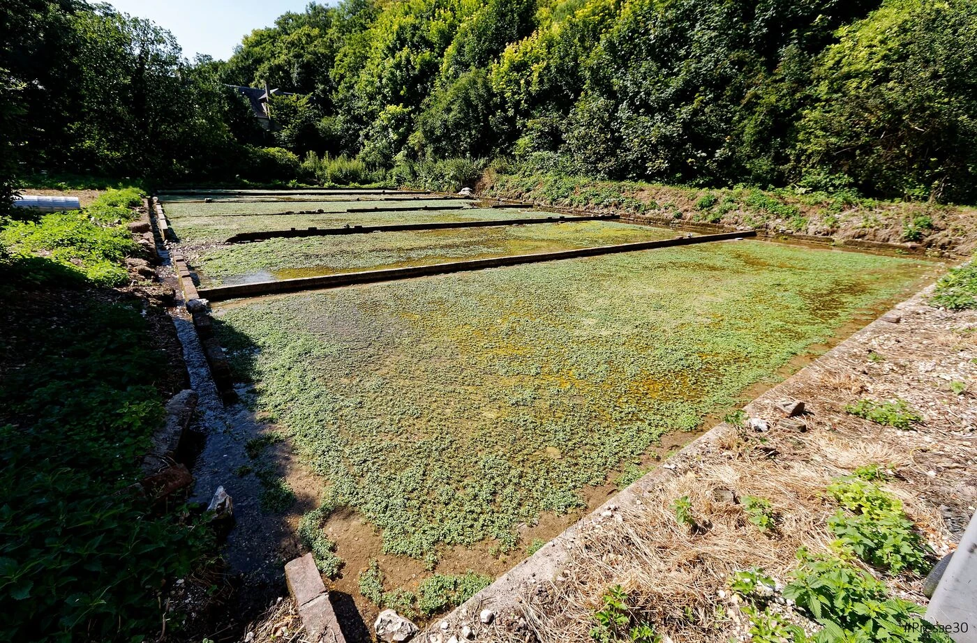 Dans l’Eure, un site abandonné depuis plus d’un siècle a été racheté à Paris pour devenir « la Capitale du Cresson »