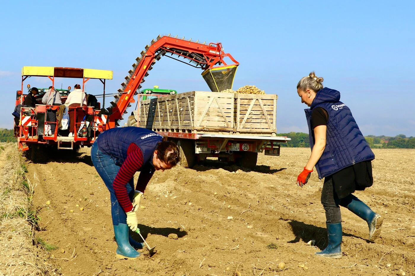 « Ça fait mal au dos, mais c’est pour la bonne cause » : des pommes de terre glanées au profit du Secours populaire
