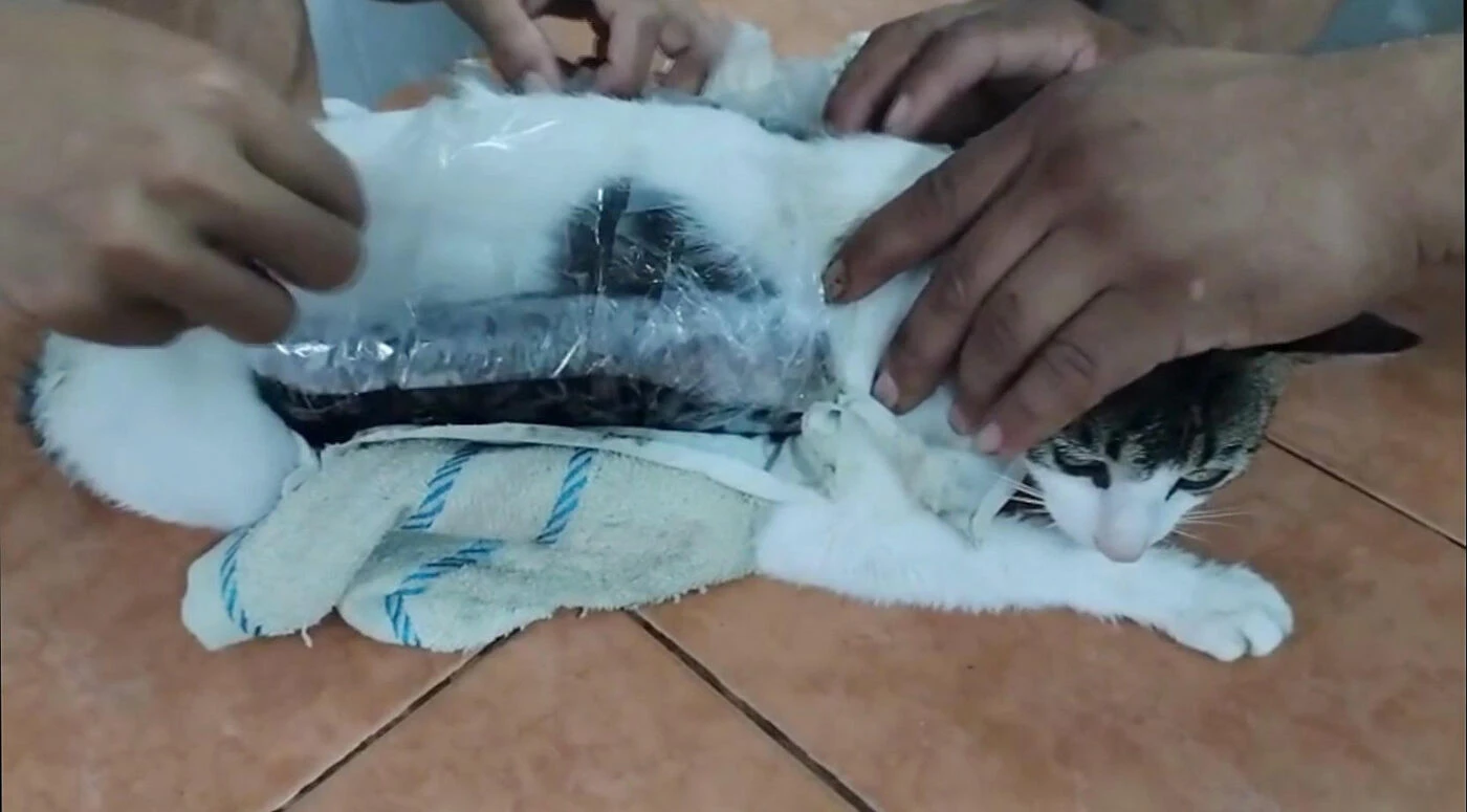 De la marijuana attachée sur son dos… Un chat passeur de drogue intercepté dans une prison au Costa Rica