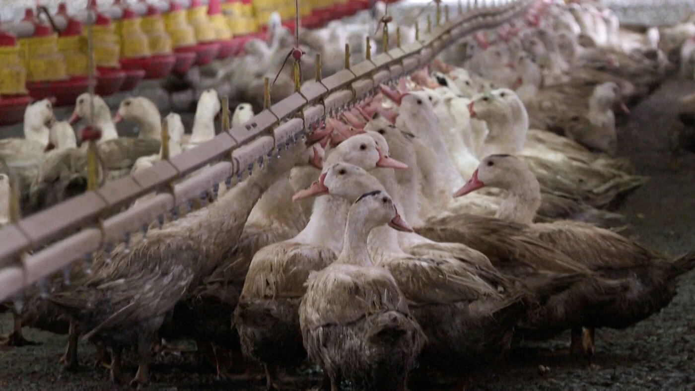 Grippe aviaire : un élevage de dindes contaminé dans la Marne, la chasse et la pêche limitée