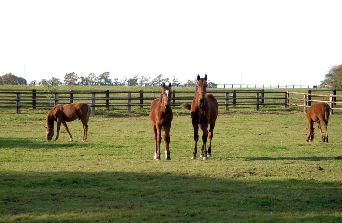 Échappés de leur enclos, une dizaine de chevaux ont divagué sur la voie publique à Brétigny-sur-Orge