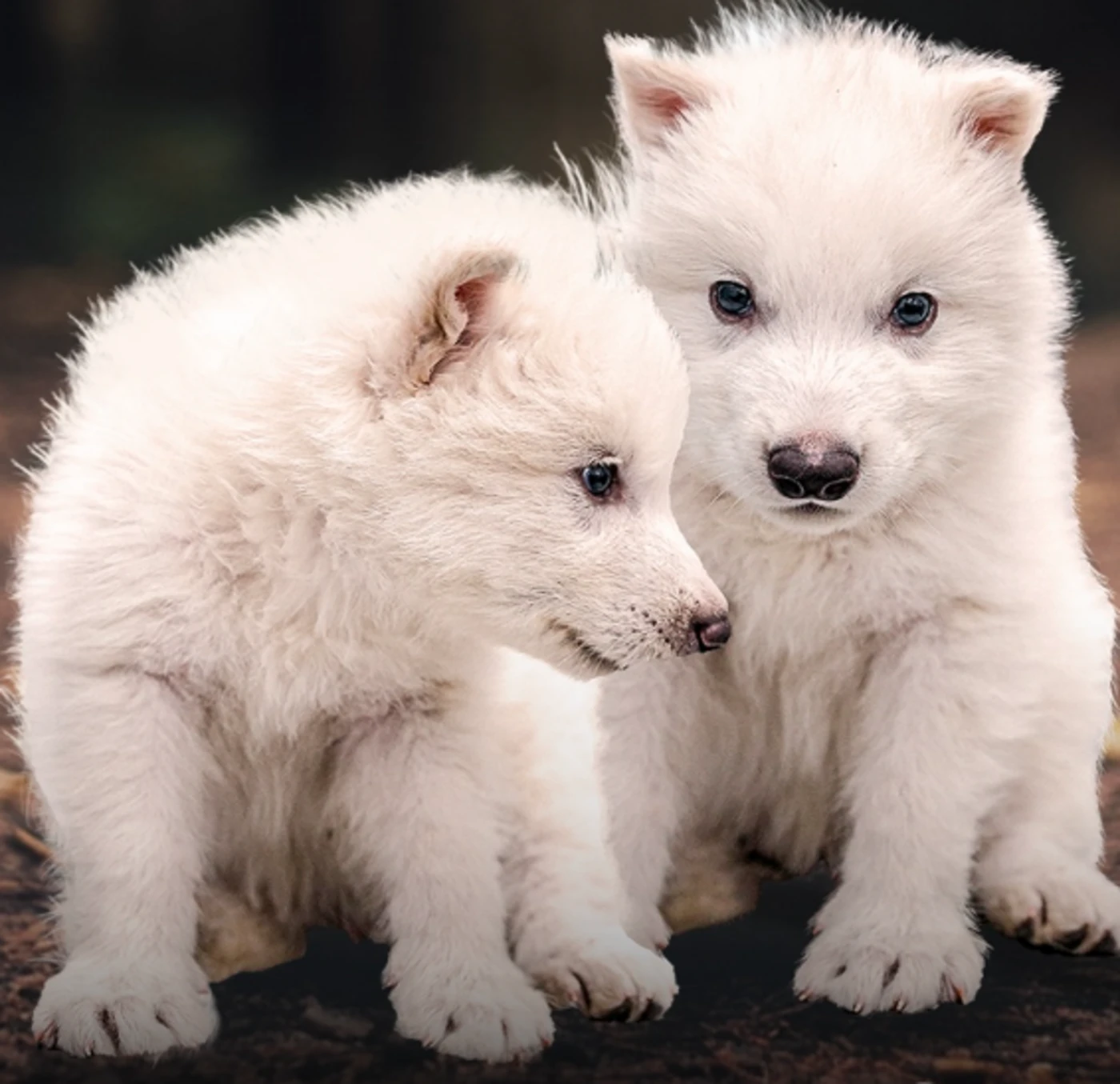 Des chercheurs disent avoir « ressuscité » le « Loup géant » de « Game of Thrones », une espèce disparue depuis 10 000 ans