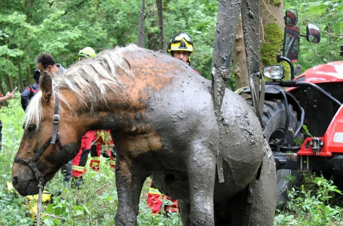 Deux semaines après son sauvetage spectaculaire dans le Loiret, Éros, le colosse d’une tonne, va « comme si de rien n’était »