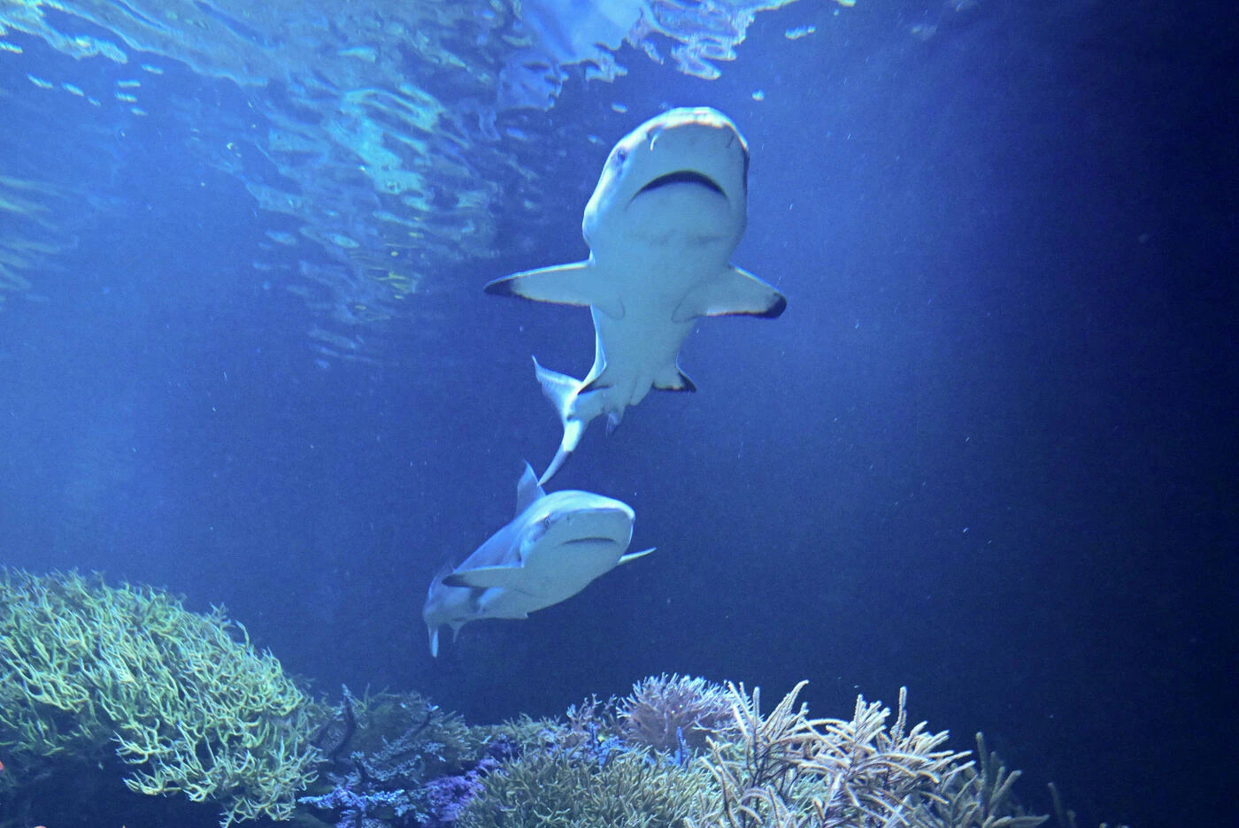 « Une force de caractère incroyable » : une fillette de 10 ans sauve son petit frère d’une attaque de requin en Floride